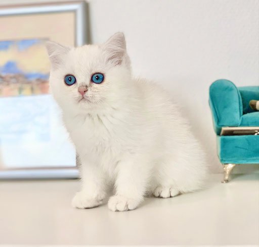 Ophelia/ female/seal silver shaded poit/ Option