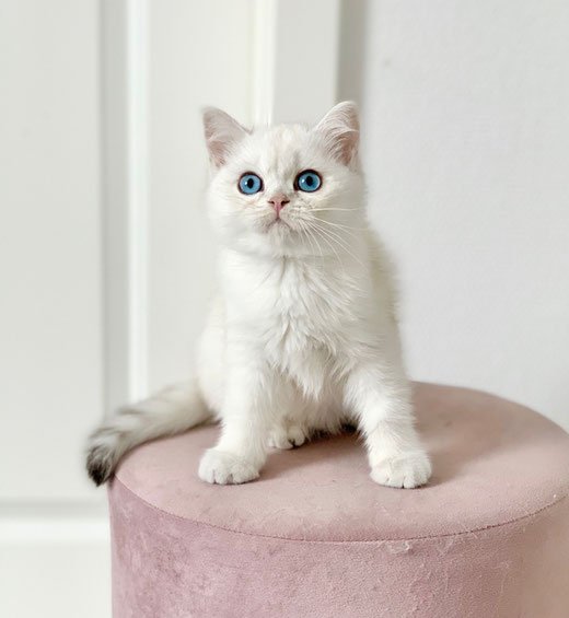 Orion / male/ seal silver tabby point/ VERGEBEN